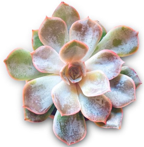 a pinkish white succulent